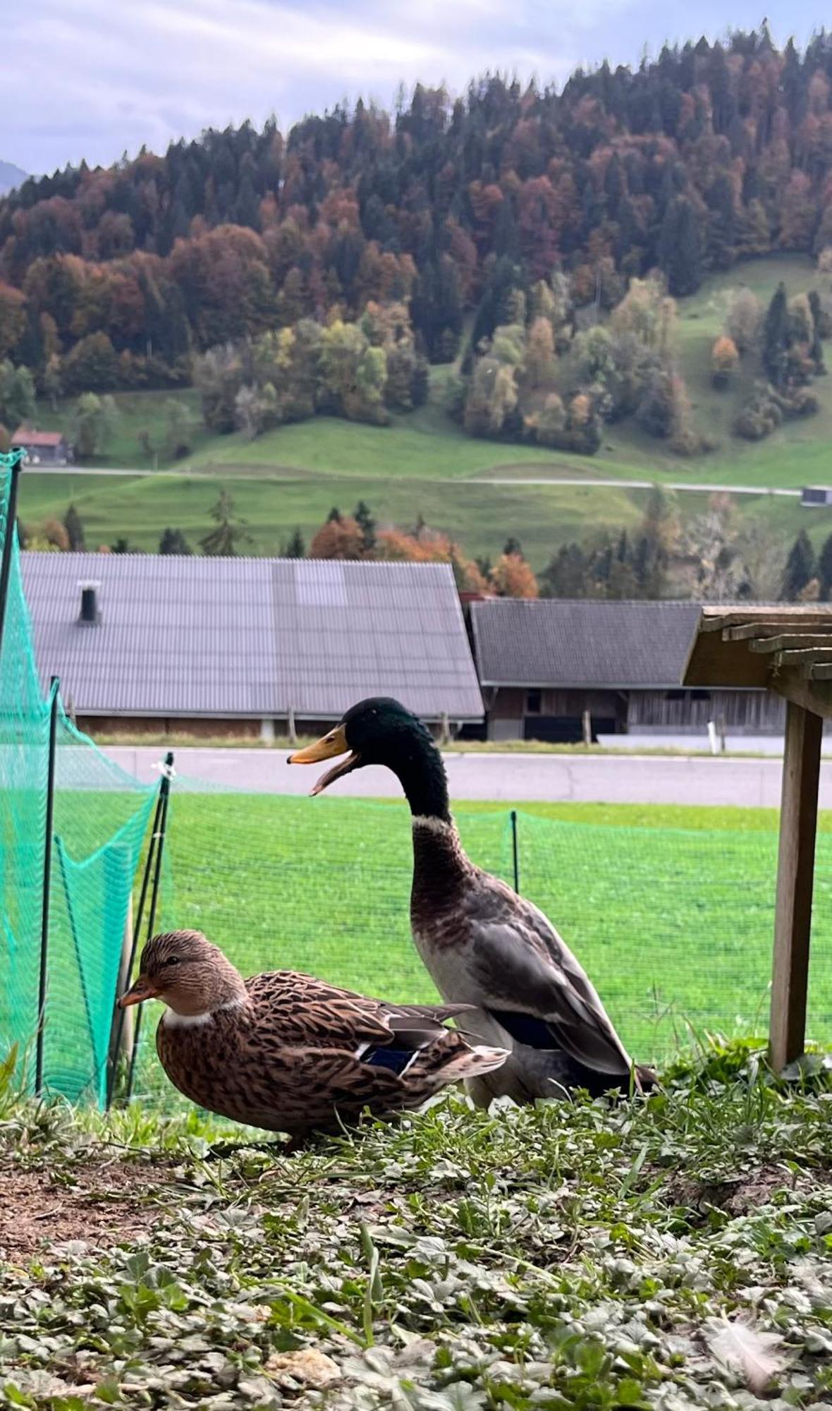 Ferienwohnung Schoenenbuehl Hittisau Exterior foto